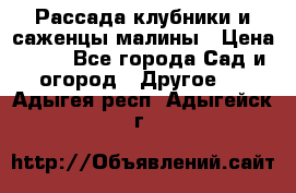 Рассада клубники и саженцы малины › Цена ­ 10 - Все города Сад и огород » Другое   . Адыгея респ.,Адыгейск г.